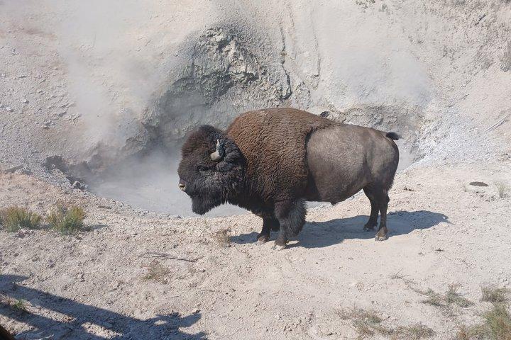 Private Yellowstone Lower Loop Experience and complimentary lunch