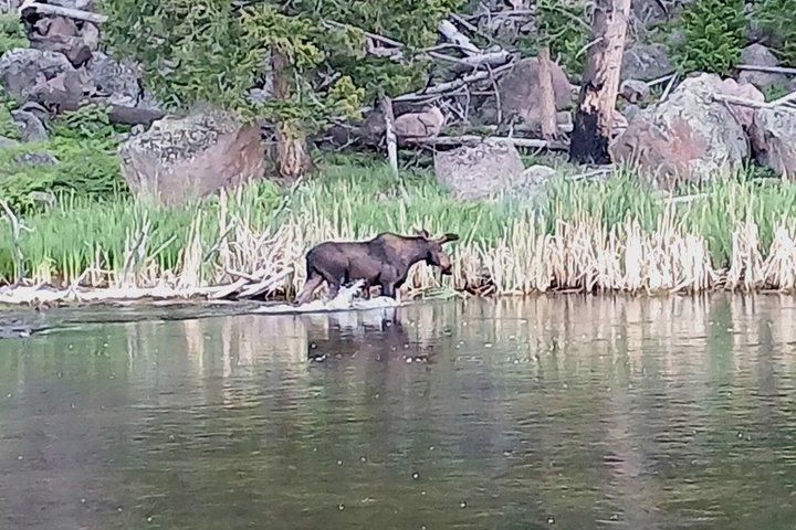 Private Yellowstone Lower Loop Experience and complimentary lunch