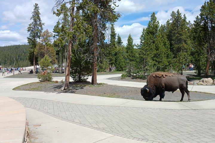 Private Yellowstone Lower Loop Experience and complimentary lunch