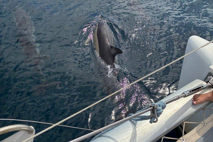 Delfinobservation i Estepona