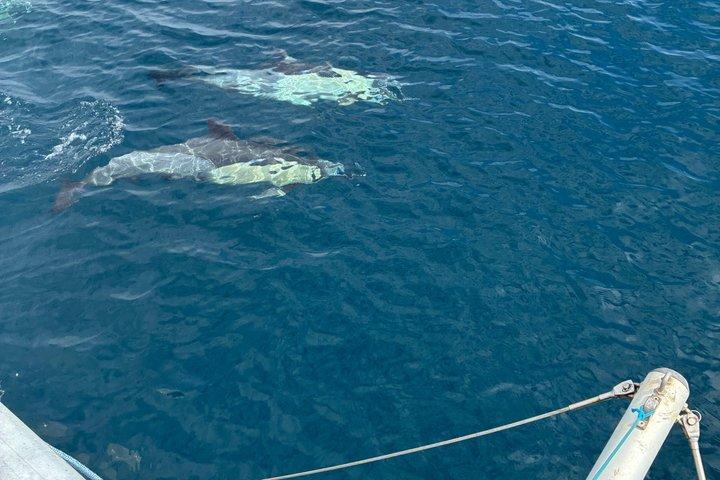 Delfinobservation i Estepona