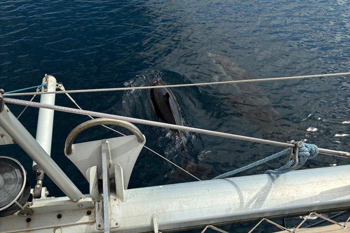 Delfinobservation i Estepona
