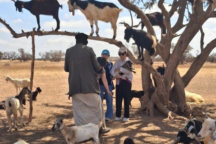 Taroudant Half Day Tour and Goat Tree Visit