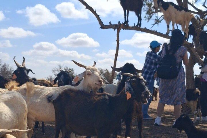 Taroudant Half Day Tour and Goat Tree Visit