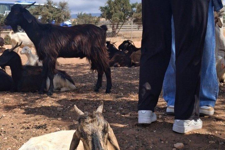Taroudant Half Day Tour and Goat Tree Visit