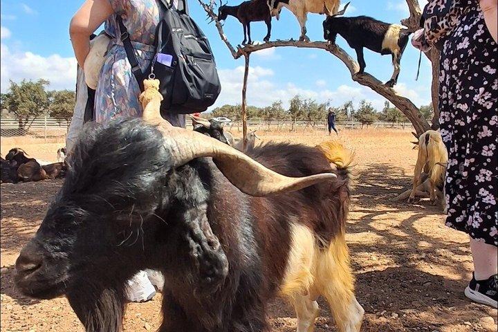 Taroudant Half Day Tour and Goat Tree Visit