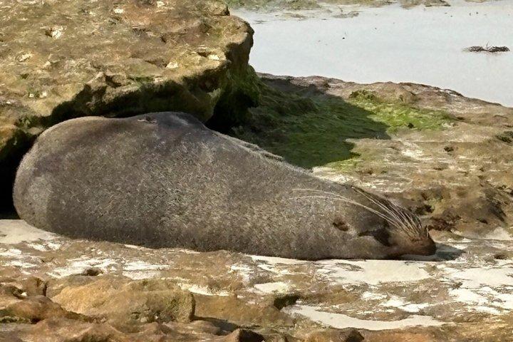 シドニーサウスコースト日帰りツアーワイルドライフ、キアマ・ブローホール、ゲリンゴン