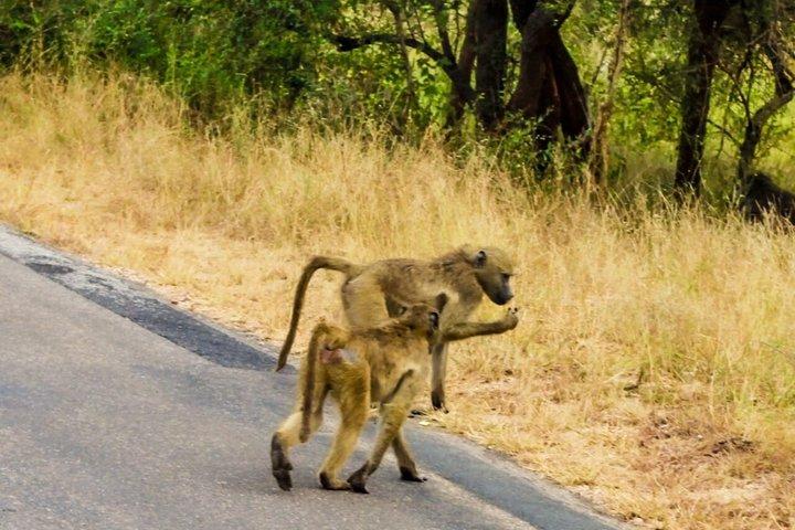 クルーガー国立公園モーニングサファリ体験（最低2名）
