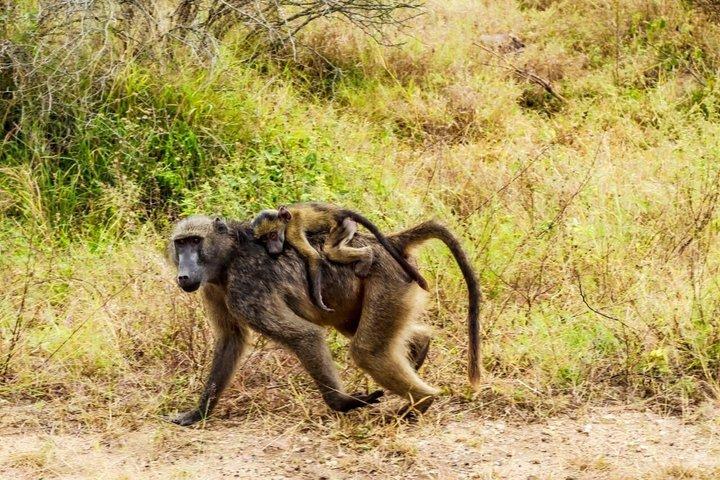クルーガー国立公園モーニングサファリ体験（最低2名）