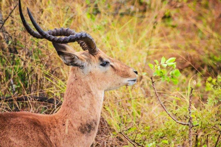 クルーガー国立公園モーニングサファリ体験（最低2名）