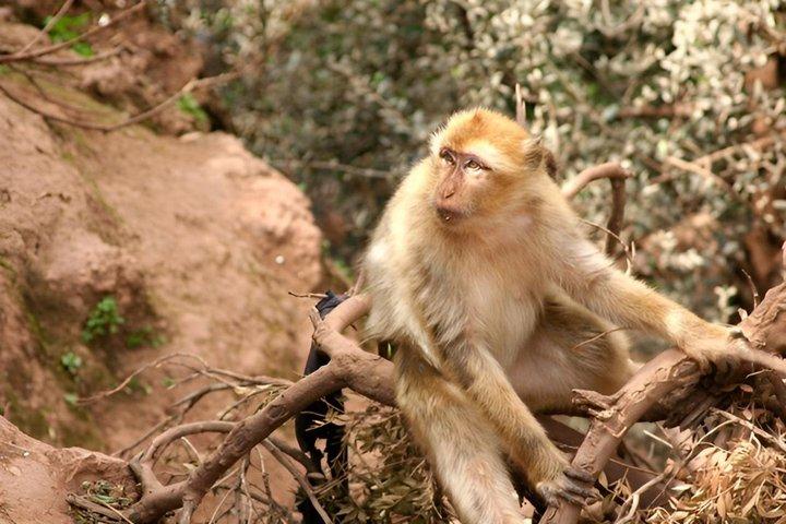 Ouzoud Waterfalls Guided Day Trip from Marrakech - All inclusive -