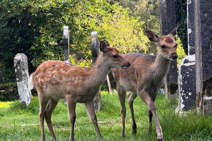 ウィックロー山脈とパワーズコートのプライベート高級車ツアー