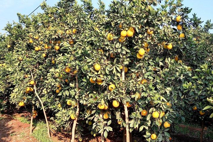 Tiout Taroudant Private Tour Check-out from Agadir