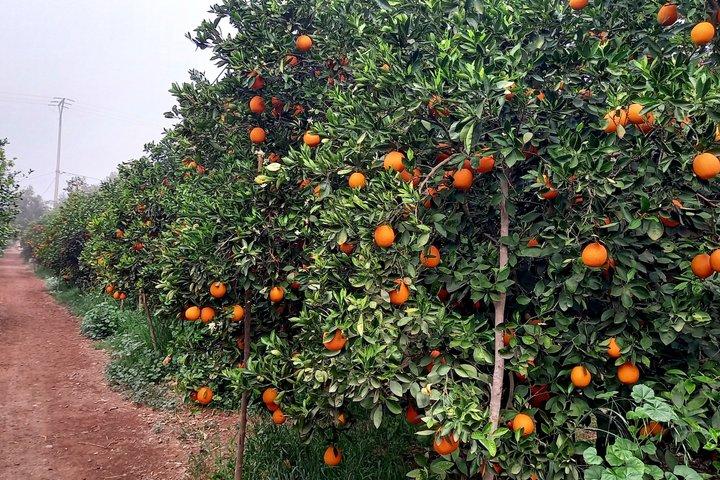Tiout Taroudant Private Tour Check-out from Agadir