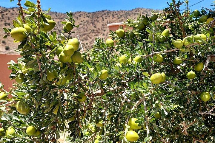 Tiout Taroudant Private Tour Check-out from Agadir