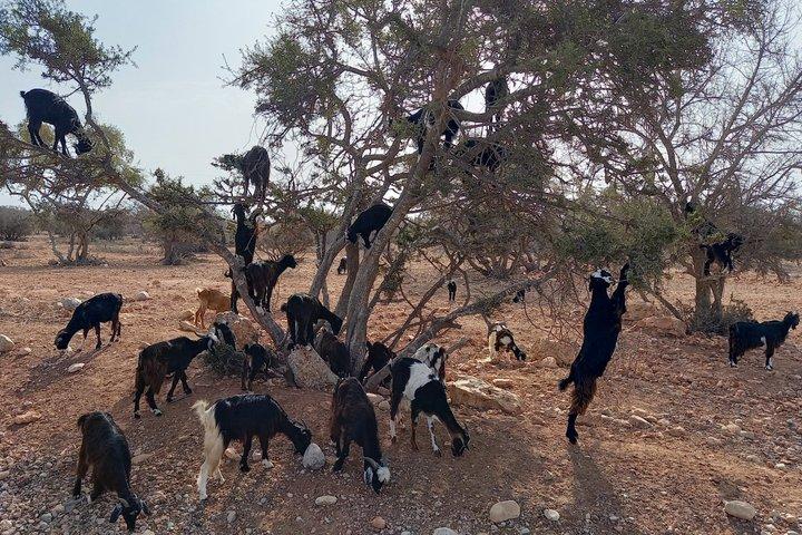 Tiout Taroudant Private Tour Check-out from Agadir