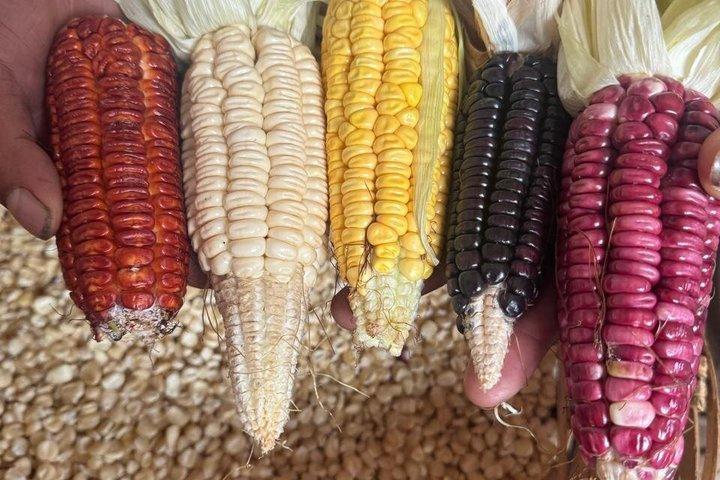 最も象徴的な市場でのオアハカ食の旅