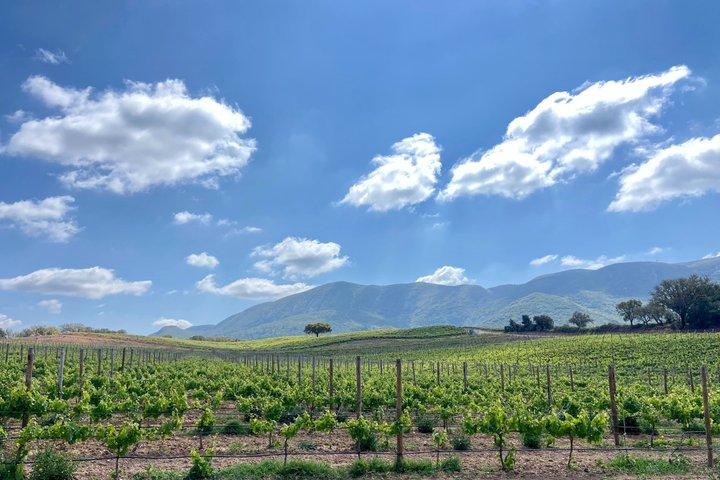 Esperienza di Vendemmia con Pranzo a Lisbona