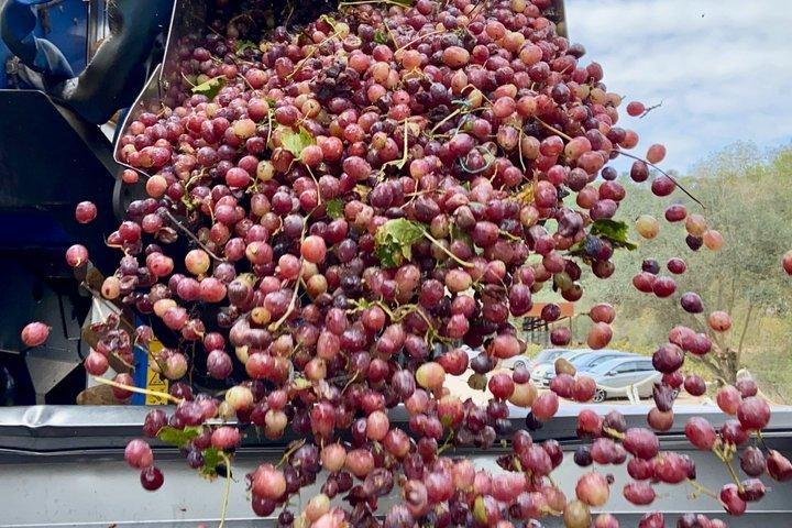 Esperienza di Vendemmia con Pranzo a Lisbona