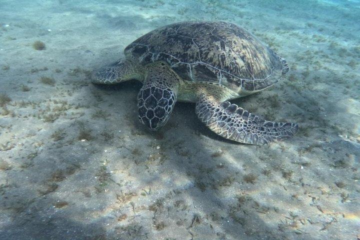 Sharm El Naga buceo de día completo con tortugas y almuerzo – Hurghada