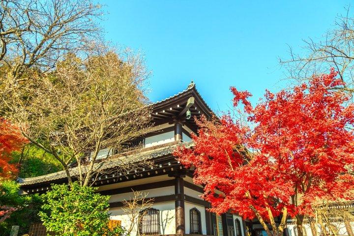 東急鎌倉江の島・横浜日帰り旅行（江ノ電利用）