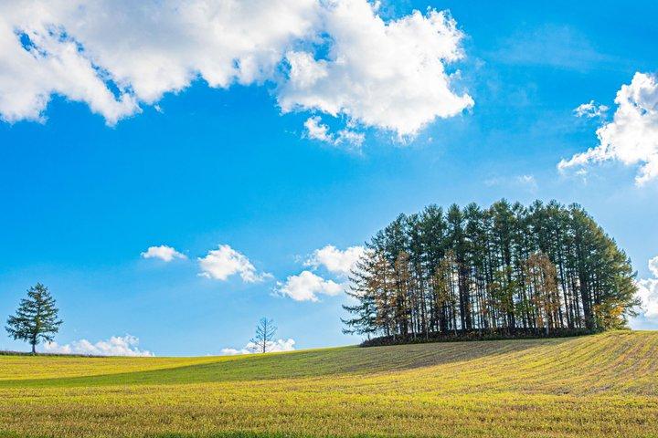札幌からの美瑛の季節のハイライト日帰り旅行