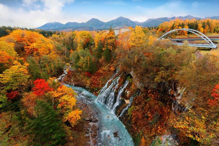 札幌からの美瑛の季節のハイライト日帰り旅行