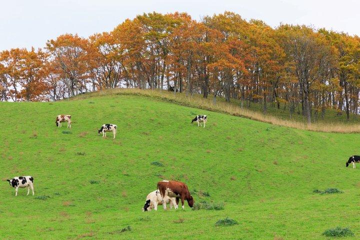 札幌からの美瑛の季節のハイライト日帰り旅行