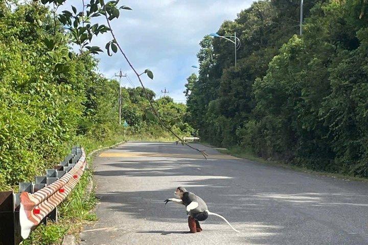 ダナン:プライベートソントラ半島半日車旅行
