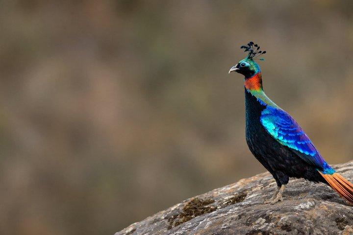 12日間のヒマラヤ鳥類とトラのツアー