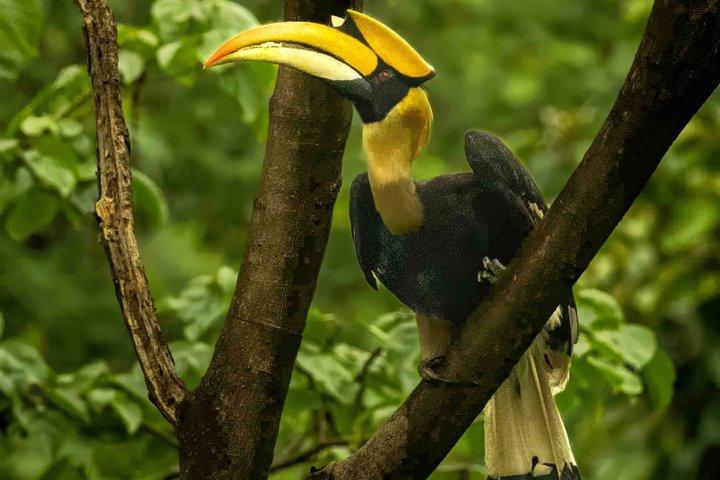 12日間のヒマラヤ鳥類とトラのツアー