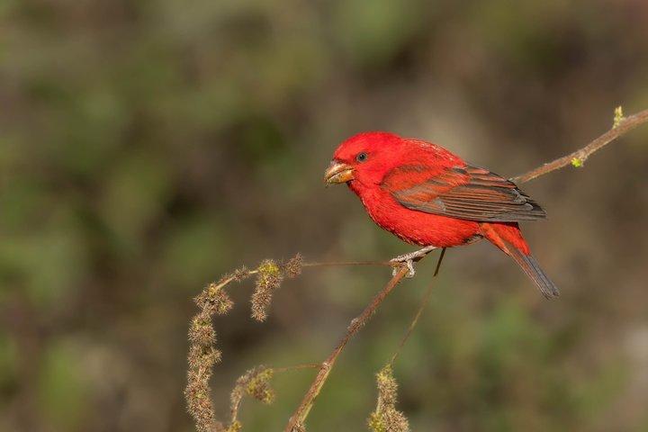 12日間のヒマラヤ鳥類とトラのツアー