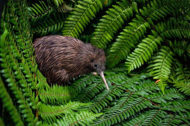 Visite en petit groupe des grottes de Waitomo, Rotorua et Te Puia au départ d'Auckland