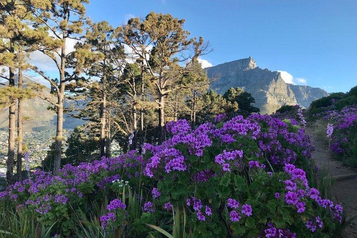 Cape Town Lions Head og Table Mountain Guidede Vandringer