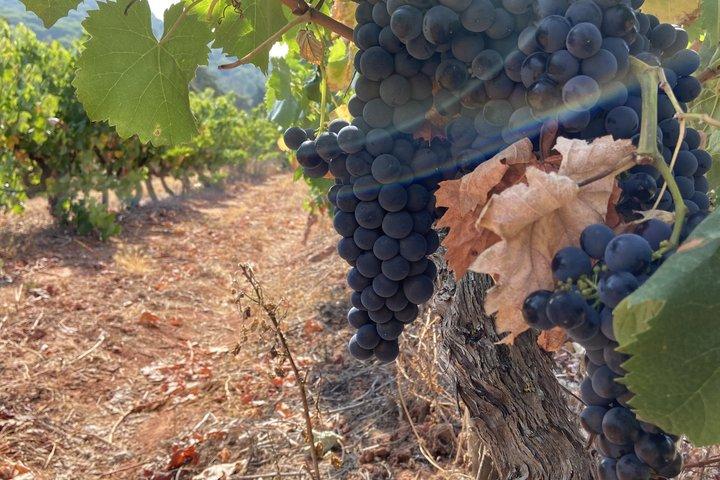Esperienza di Vendemmia con Pranzo a Lisbona