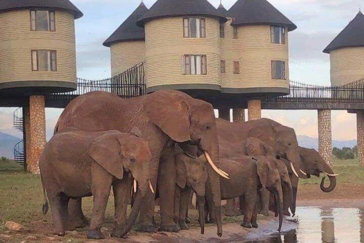 アンボセリ＆ツァヴォ・ウェスト国立公園野生動物サファリ4日間