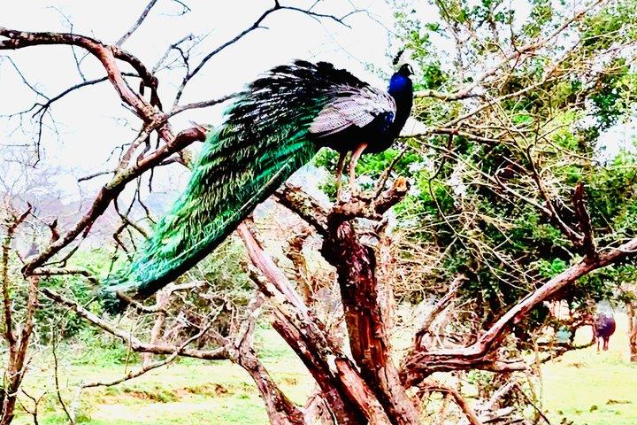 スリランカ遺産野生動物と観光列車ツアーBMW SUV10日間