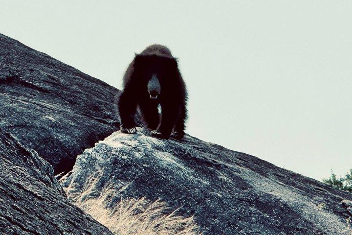 スリランカ遺産野生動物と観光列車ツアーBMW SUV10日間