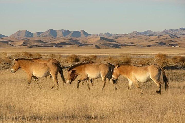 3 Days Khustai and Terelj National parks tour