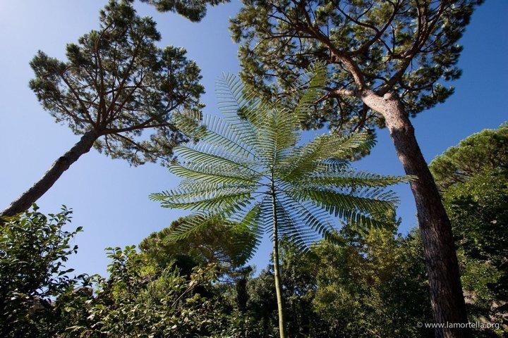 Explore Ischia and La Mortella Garden by Walking and Ferry