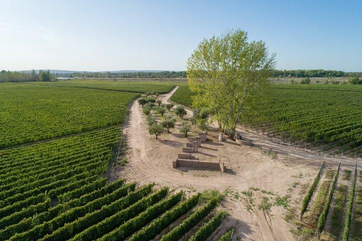 Horseback vineyards Riding, Culinary Experience at Bodega Bandini