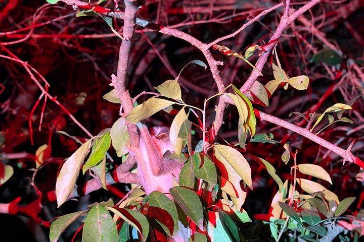 シギリヤロリスナイトウォーク体験（現地ガイド付き）
