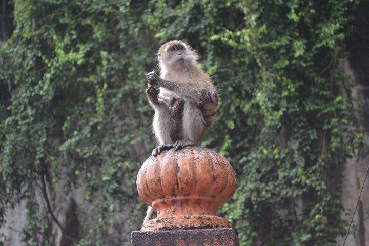 クアラルンプールでのバトゥ洞窟寺院ガイド付き半日ツアー