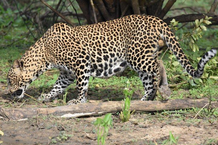 YALA野生動物サファリツアー ブロック5&6(ルヌガムウェヘラ&ウェヘラガラ)