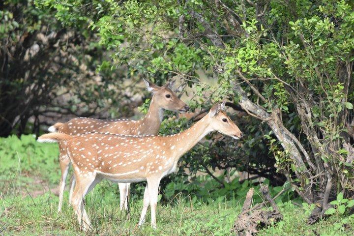 YALA野生動物サファリツアー ブロック5&6(ルヌガムウェヘラ&ウェヘラガラ)