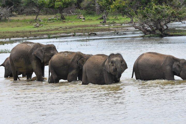 YALA野生動物サファリツアー ブロック5&6(ルヌガムウェヘラ&ウェヘラガラ)