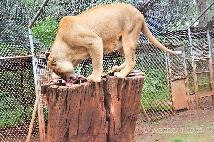 動物孤児院とビーズ細工のナイロビサファリウォーク