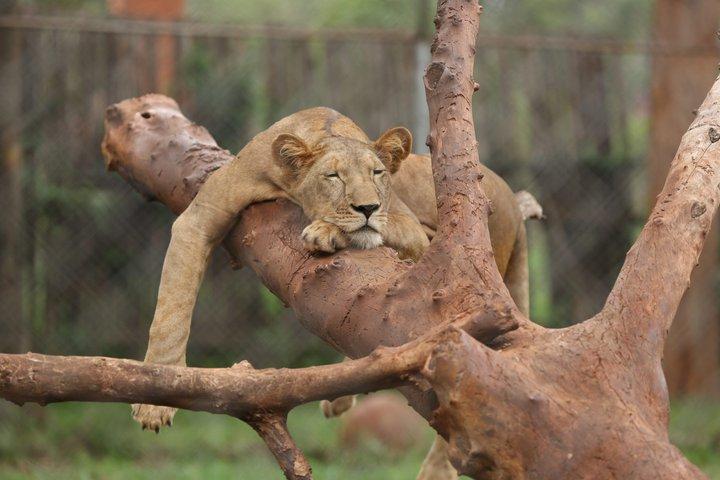 動物孤児院とビーズ細工のナイロビサファリウォーク