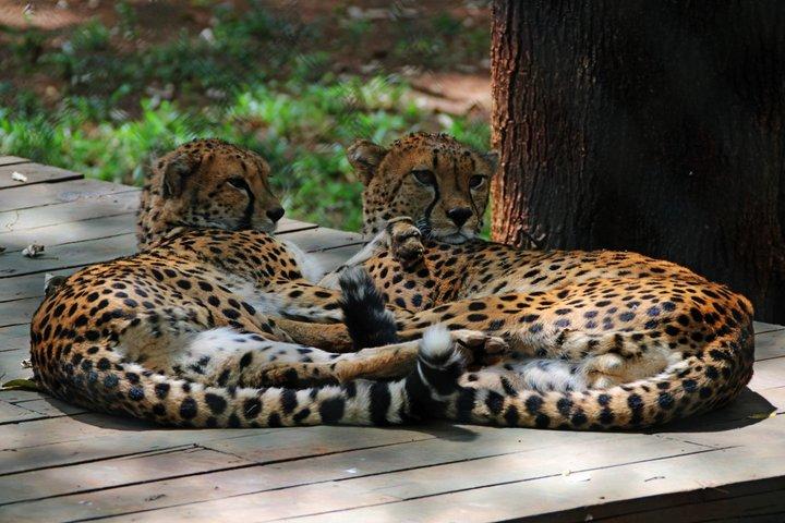 動物孤児院とビーズ細工のナイロビサファリウォーク