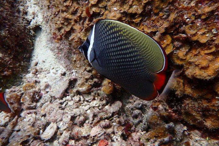 プーケット島：ラチャ諸島2島、シュノーケリング3回（ヨットから終日）